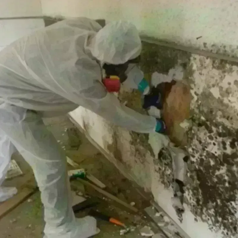 Mold Remediation and Removal in Brass Castle, NJ